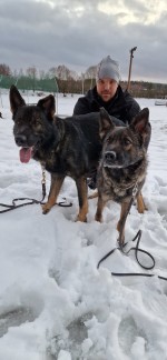 RixDivan's Ilzka  Uppfl Elit skydd, Hkl spår  Ska paras med  Record Progresja MT 557 p.  L- testad jobbar som väktare hund 