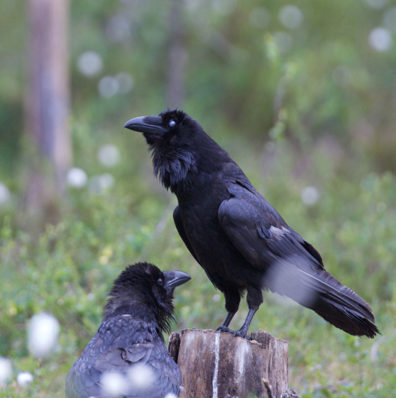 Korpar (Corvus corax) i Hälsingeskogen Korpar (Corvus corax) i Hälsingeskogen