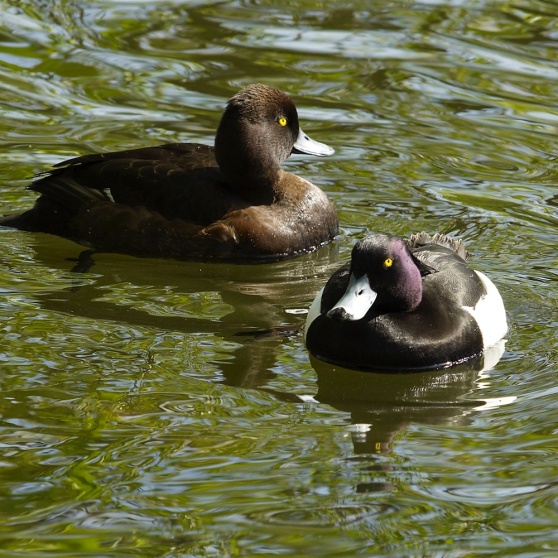 Vigg (Aythya fuligula) Vigg (Aythya fuligula)