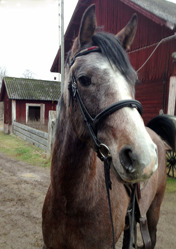 Chamir f.-09. Foto: Privat Chamir f.-09. Foto: Privat