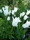 Tulipa 'White Triumphator' 2009-05-23_1