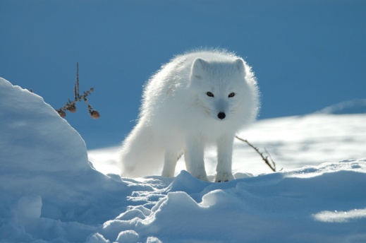 Der Helags ist einer der größeren Reviere des Polarfuchses im schwedischen Fjällgebirge, häufiger werden Sie aber Schneehühner aufschrecken oder in der Ferne Rentiere sehen.