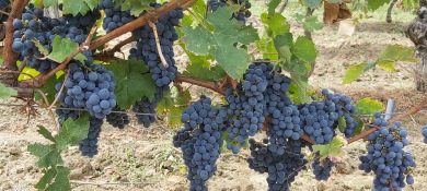 Bokar du vår cykelresa i Val de Loire får du en lista på bra ställen där du kan prova regionens stolheter när det gäller vin.