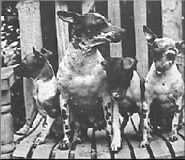 Josephine med valpar Josephine med valpar