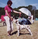Daphne på Gotland 2005-07-03