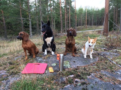 Bayersk viltspårhund, östsibirisk laika, hannoveransk viltspårhund och norrbottenspets i väntan på arbete