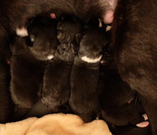 Fyra alldeles nyfödda valpar. Alla är väldigt hungriga.