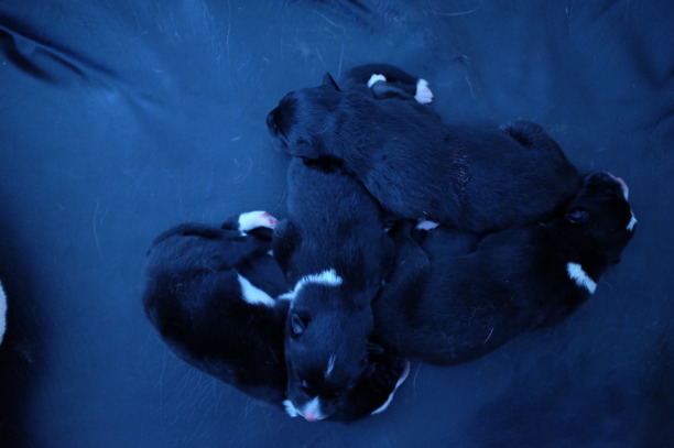 Valparna är 1 dag gamla. De äter och sover och piper där emellan.