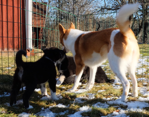 Vår Norrbottenspets är en spännande kompis i hagen.