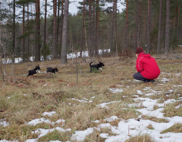 En stund i skogen är jättekul, sedan sover de gott ett par timmar.