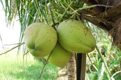 Kokosnöt