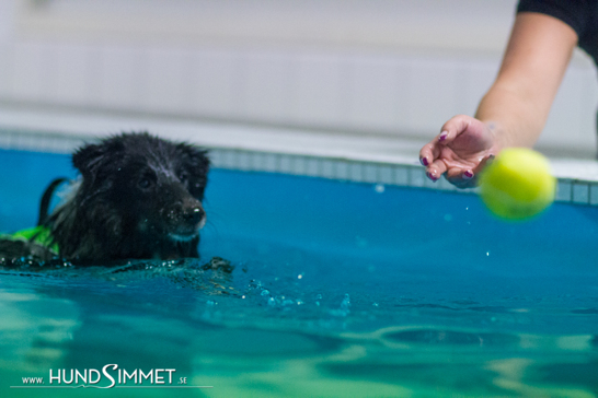 Kira och matte leker flera gånger i veckan i poolen på Hundsimmet.