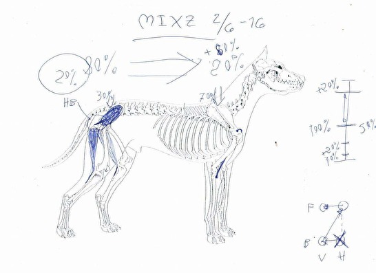 Bild från hundägaren Bild från hundägaren