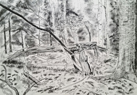 Broken tree, charcoal on paper, 2023, 70x100cm