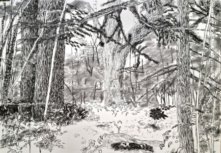 The tree in the middle, charcoal on paper, 2023, 70x100cm