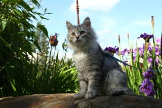 Sibirisk katt | Alerias sibiriska katter Deltas sibiriska katter