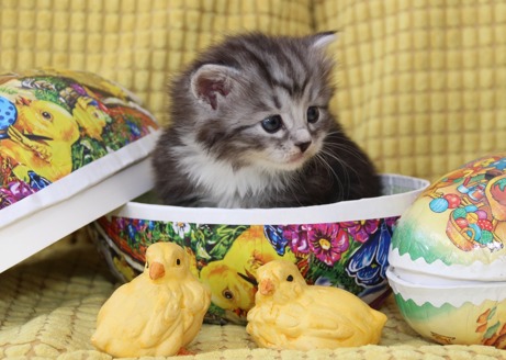 Matte tycker att jag är ljuvlig och pussar på mig alldeles för mycket! Matte tycker att jag är ljuvlig och pussar på mig alldeles för mycket!