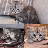 Liten kille på 6 veckor Liten kille på 6 veckor