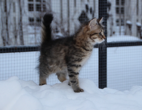 11 veckor och ute för första gången i snön. Det var lite läskigt och jag sprang till mamma. 11 veckor och ute för första gången i snön. Det var lite läskigt och jag sprang till mamma.