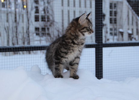 11 veckor och ute på äventyr i snön. Spännande till en början och mer roligt efter ett tag. 11 veckor och ute på äventyr i snön. Spännande till en början och mer roligt efter ett tag.