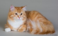 Gustav april 2018 Gustav april 2018