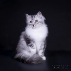 Lilla Jane har varit på sin första utställning och fotografering. Fotograf: Madelen Jonsson Lilla Jane har varit på sin första utställning och fotografering. Fotograf: Madelen Jonsson