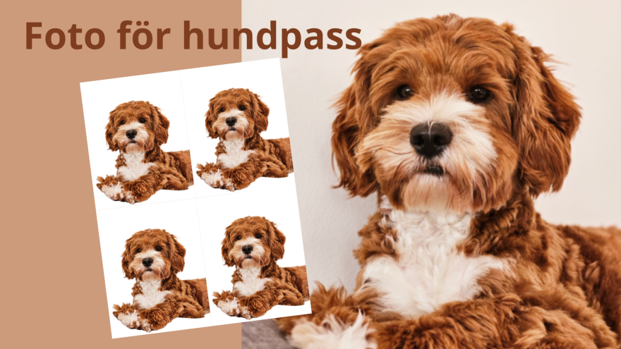 EU-pass för sällskapsdjur. Ta foto med egen mobil och få riktiga bilder i brevlådan EU-pass för sällskapsdjur. Ta foto med egen mobil och få riktiga bilder i brevlådan