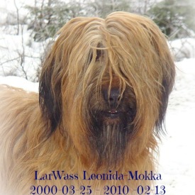 16Leonida-Mokka