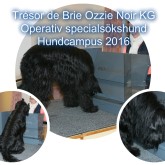 Trésor de Brie Ozzie Noir KG
