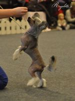 Foto: Kennel Royalette Foto: Kennel Royalette