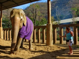 Sometimes the animal contact us for help! It is always important to listen to them. Ann in Thailand. Sometimes the animal contact us for help! It is always important to listen to them. Ann in Thailand.