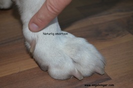 Reflexology on dogs. Reflexology on dogs.