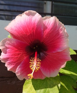 Enjoy the flowers around you in your everyday life! Enjoy the flowers around you in your everyday life!