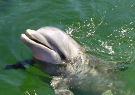Delfiner är väldigt högt utvecklade själar och deras läten helar på hög nivå när de är fria i haven. Har du ett högkänsligt barn? Att lyssna på delfin ljud kan lugna och balansera barnet på ett fint sätt. Delfiner är väldigt högt utvecklade själar och deras läten helar på hög nivå när de är fria i haven. Har du ett högkänsligt barn? Att lyssna på delfin ljud kan lugna och balansera barnet på ett fint sätt.