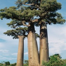 Madagaskar 12