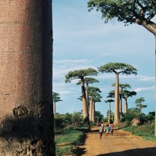 Madagaskar 16