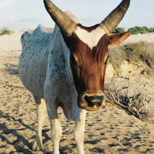 Madagaskar 21