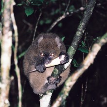 Madagaskar 22