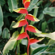 Kamerun 13