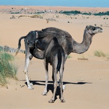 Mauritanien 5
