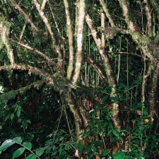 São Tomé 7