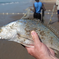 Senegal 8