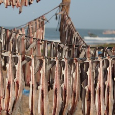 Senegal 20
