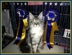 Scandinavian Winner 2013 Jada Scandinavian Winner 2013 Jada
