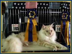 Scandinavian Winner 2013 Silver Surfer of Beauty Wizards Scandinavian Winner 2013 Silver Surfer of Beauty Wizards