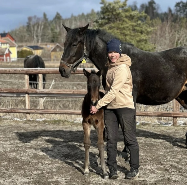 Hingstföl efter Maharajah-Scarlet O´Cara. Född 12:e Mars Hingstföl efter Maharajah-Scarlet O´Cara. Född 12:e Mars