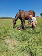 Glittra C.D. efter att ha fött sitt sista föl 2023. Märta Marräng.