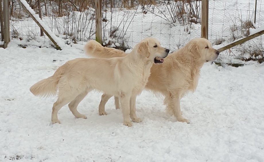 Boss och Milo Boss och Milo