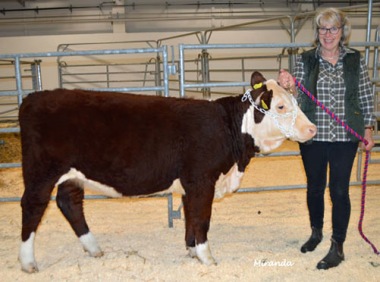 892 Goldilocks av Folkestorp