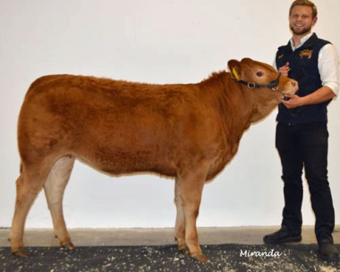 6 A.Meduse av Kolosal